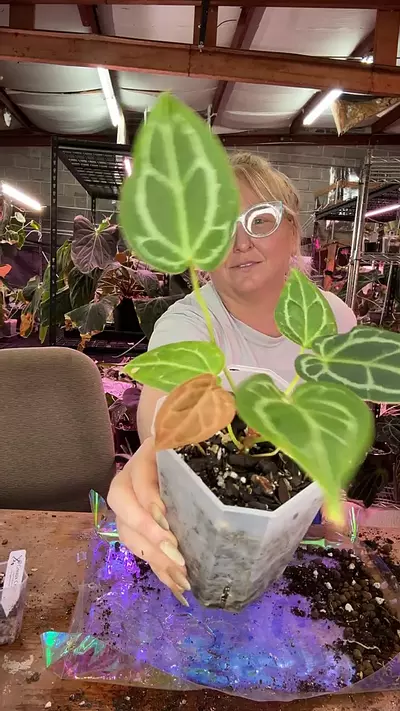 plant/J219 (Brielle x Zara) X (Cinnamon Swirl x Tim’s Black)-0-thumbnail