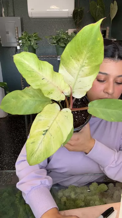 plant/Philo snow drift 6”-0-thumbnail