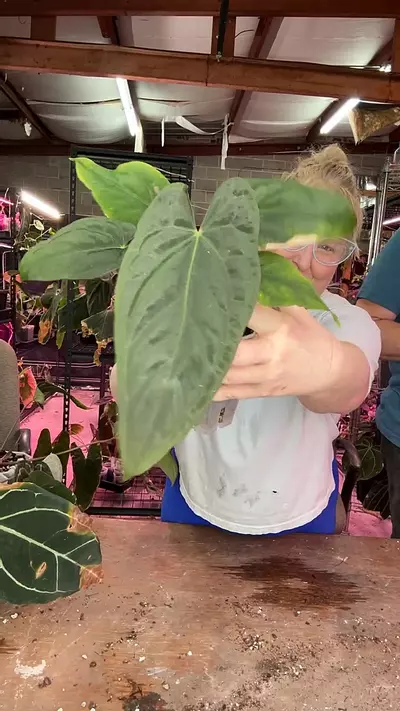 plant/J213 Twin Phoenix [(Pap x Dress) MP x AUS Dk Phoenix]-0-thumbnail