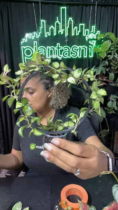 plant/Hoya lacunosa Bruno tricolor-0-thumbnail