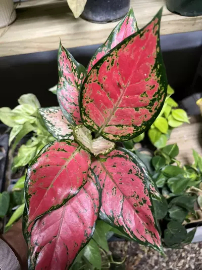plant/aglaonema rich red-0-thumbnail