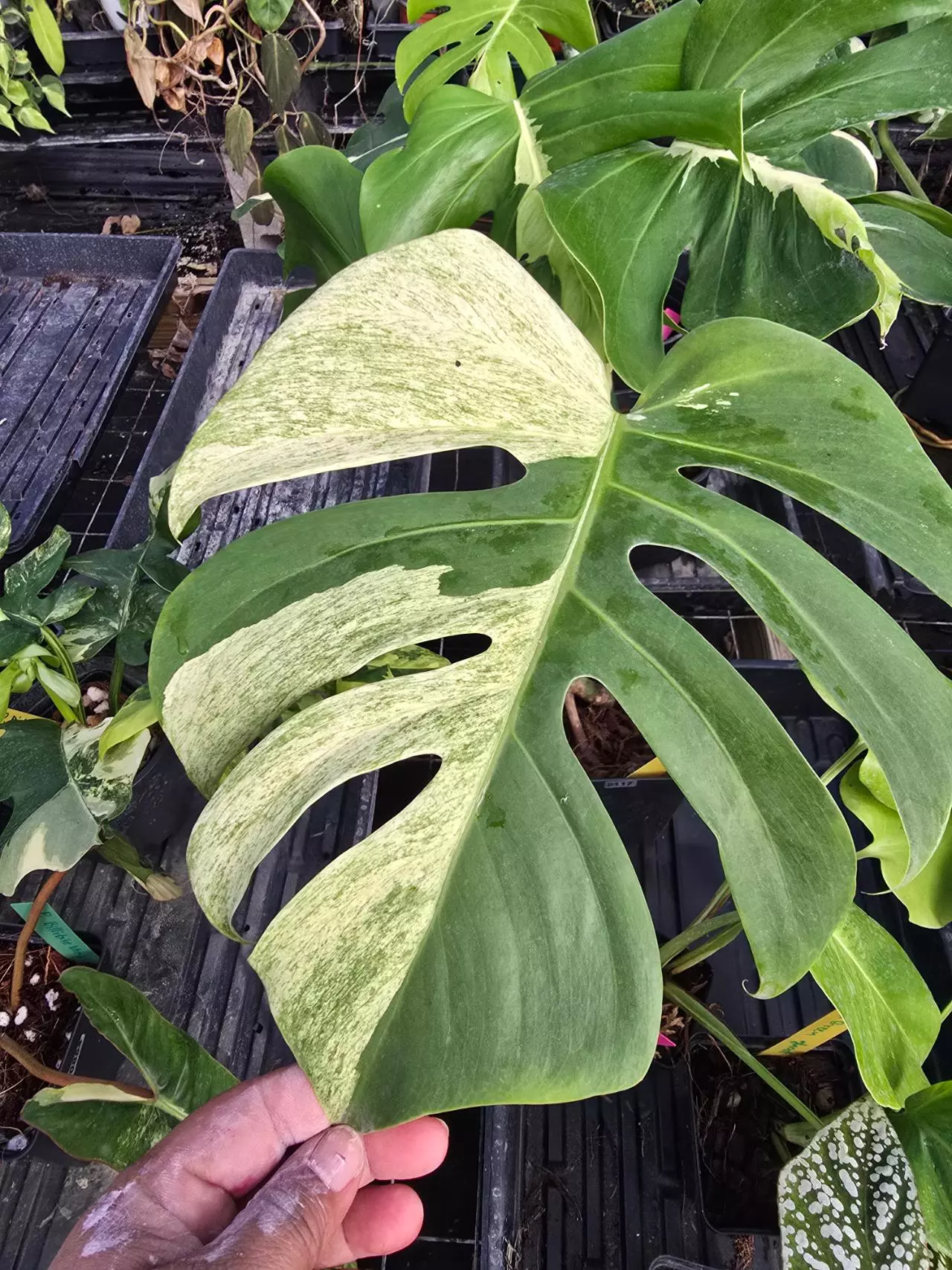 plant/Monstera Jungle Mint top cut 1 leaf 0117-0
