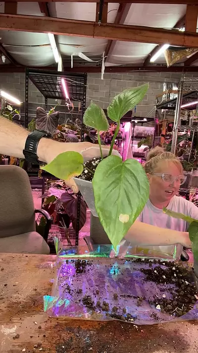 plant/J218 Mancuniense-0-thumbnail