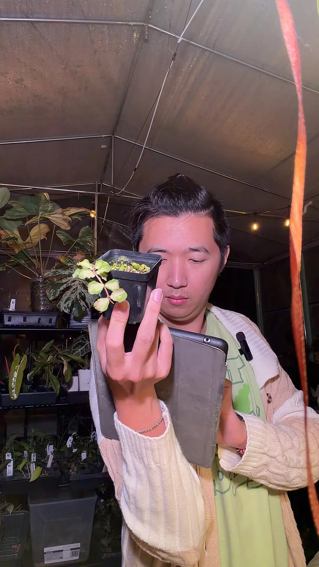 plant/hoya kanyakumariana var 4691-0