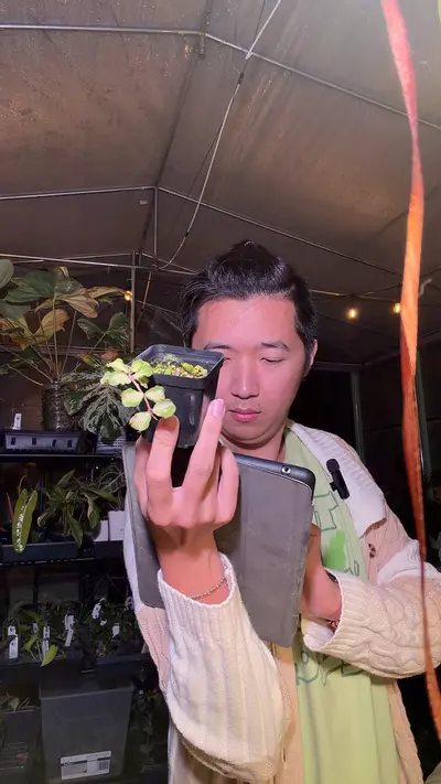 plant/hoya kanyakumariana var 4691-0-thumbnail