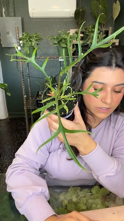 plant/Philo Tortum 4”-0-thumbnail