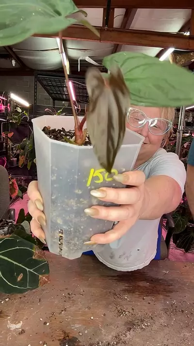 plant/J214 (Pap x Dress) MP X RVDP-0-thumbnail