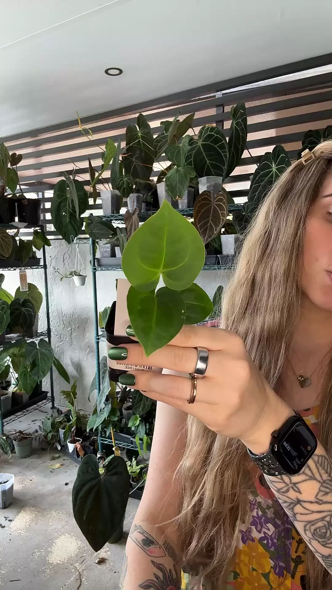 plant/Anthyrium doc f2 x Besseae Aff-0