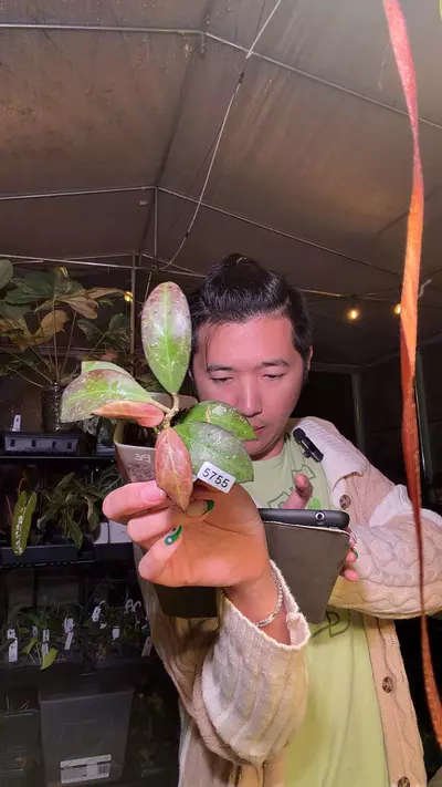 plant/5755 Hoya sunshine MB1594B-0-thumbnail