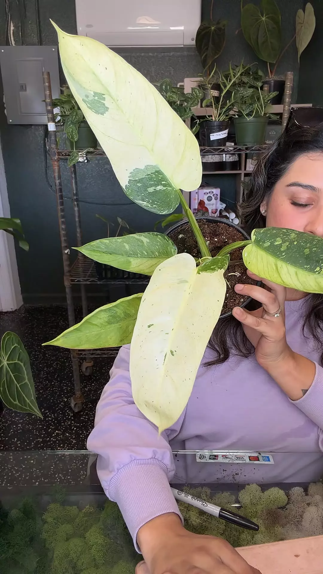 plant/Philo Jose Buono fiest 6”-0