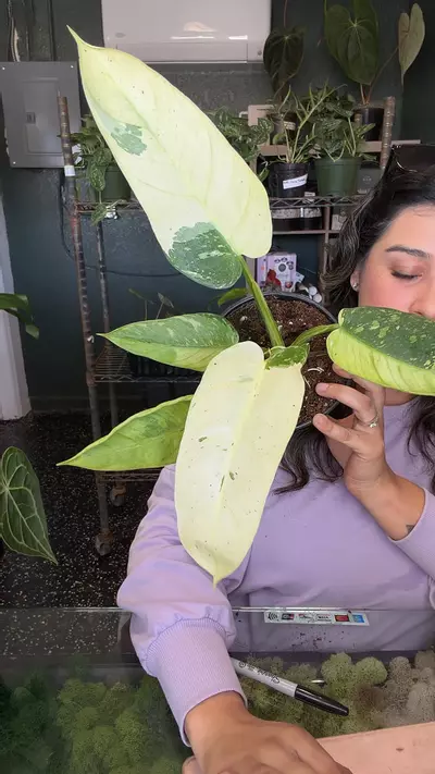 plant/Philo Jose Buono fiest 6”-0-thumbnail