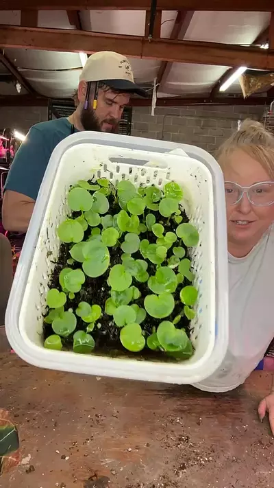 plant/Swampmanii x Hu Red Tiger (sprouts!!)-1-thumbnail