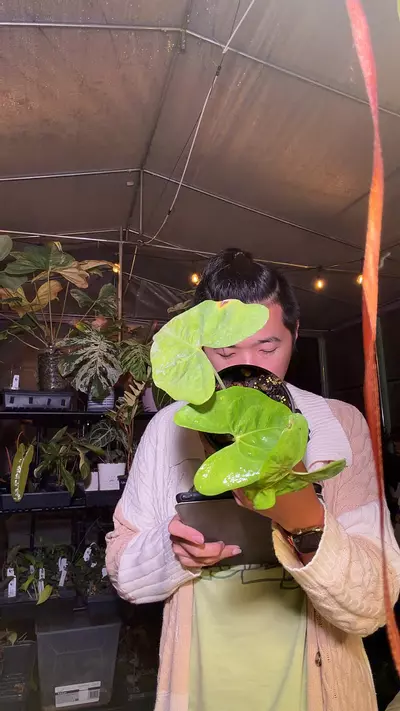 plant/8339 anthurium diabloense RA clone-0-thumbnail