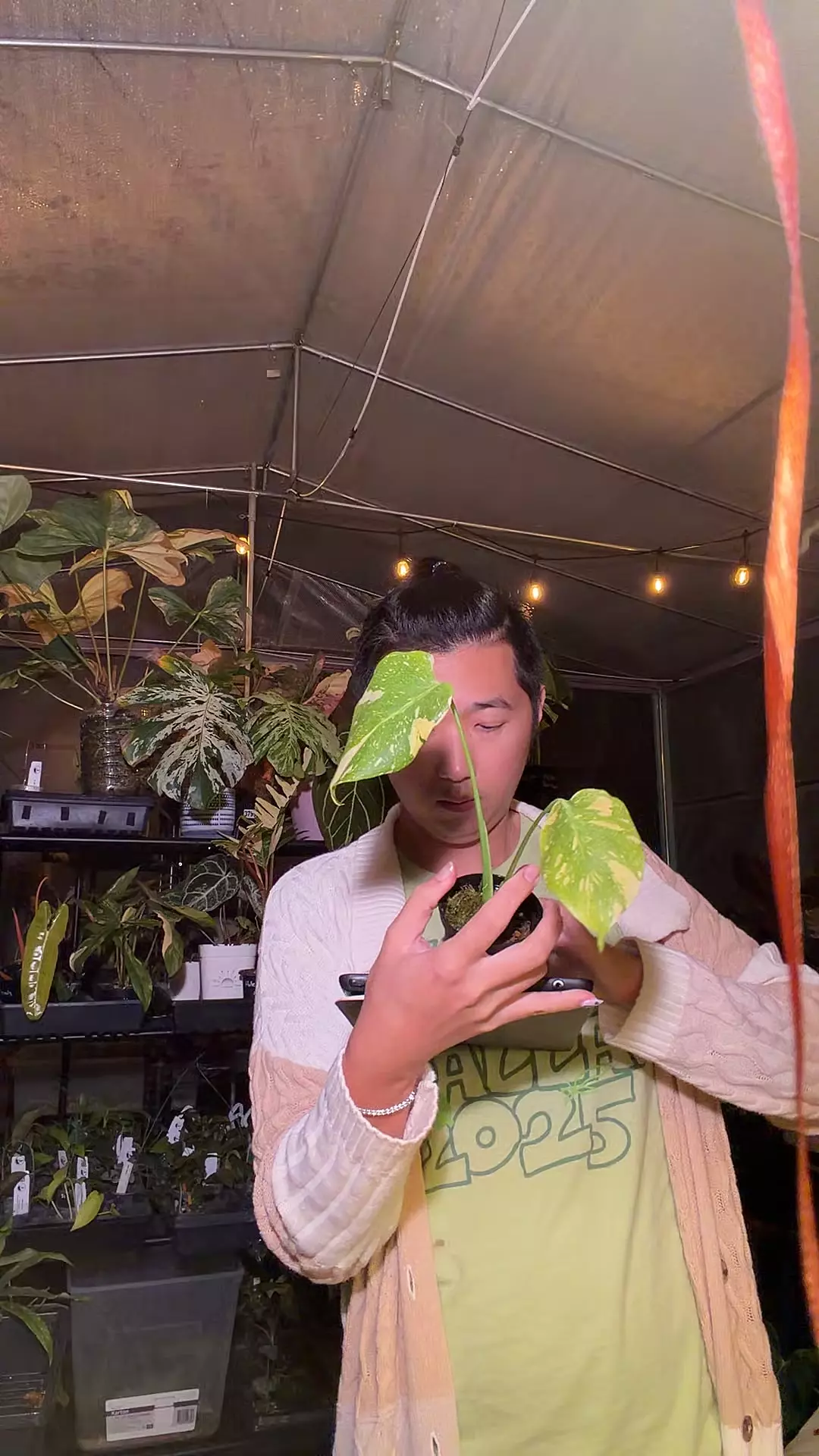 plant/8309 monstera electrolyte-0