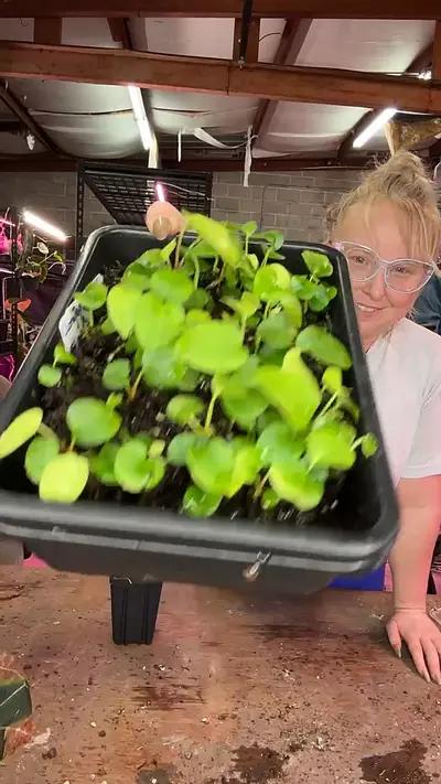 plant/Pap [(Long x 4) x FS clone]-1-thumbnail