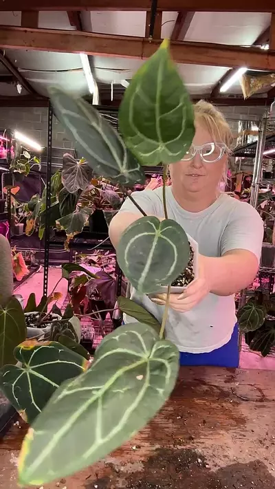 plant/J217 Tim’s Black x (Griege x Red Crystal)-0-thumbnail