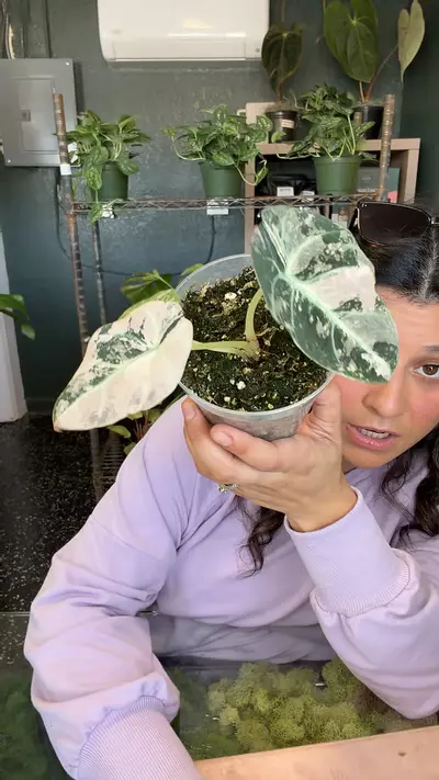 plant/Alocasia Pbv 4”-0-thumbnail