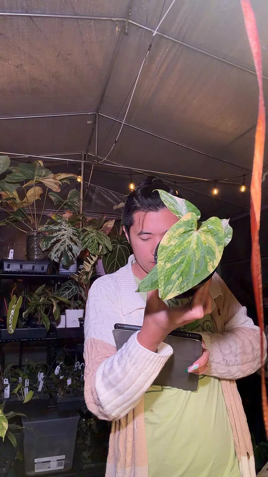 plant/5745 var pap x RVDP clone 8-0