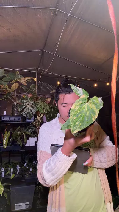 plant/5745 var pap x RVDP clone 8-0-thumbnail