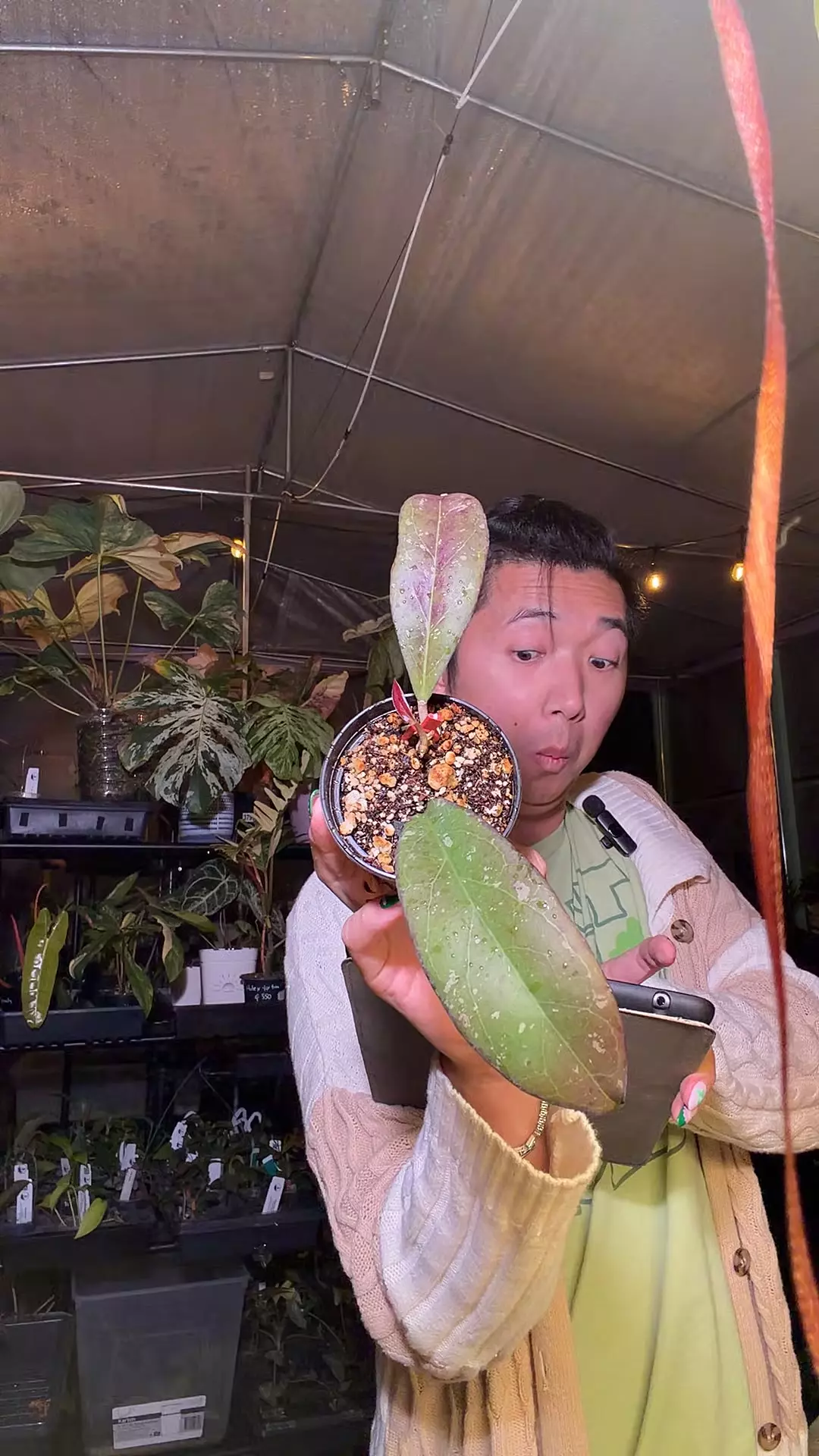 plant/8345 hoya yuna-0