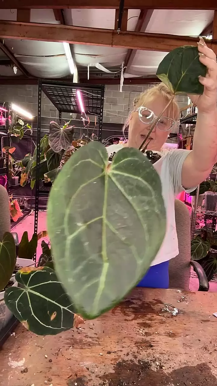 plant/J215 (AOS x Pap) X (Griege x RC)-0