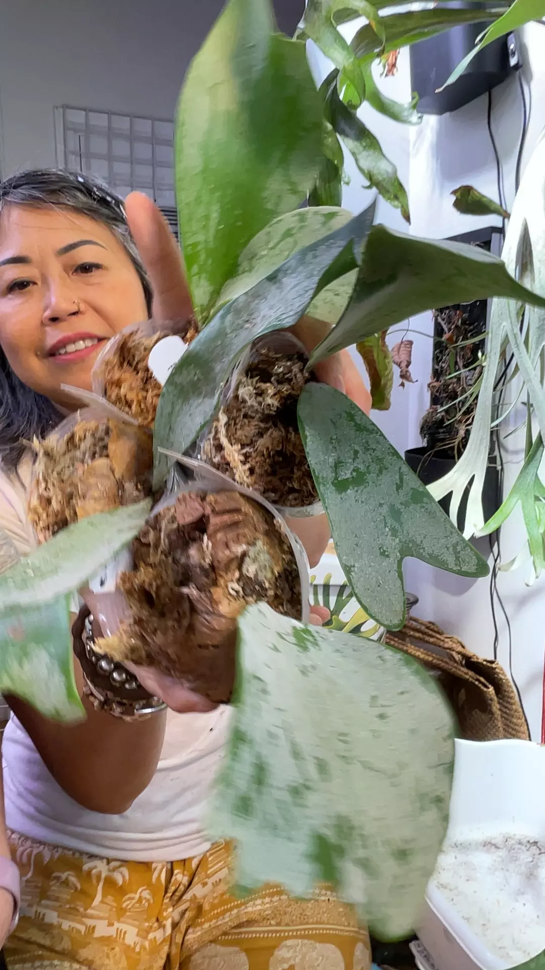 plant/Platycerium gunung ciremai pup medium-0