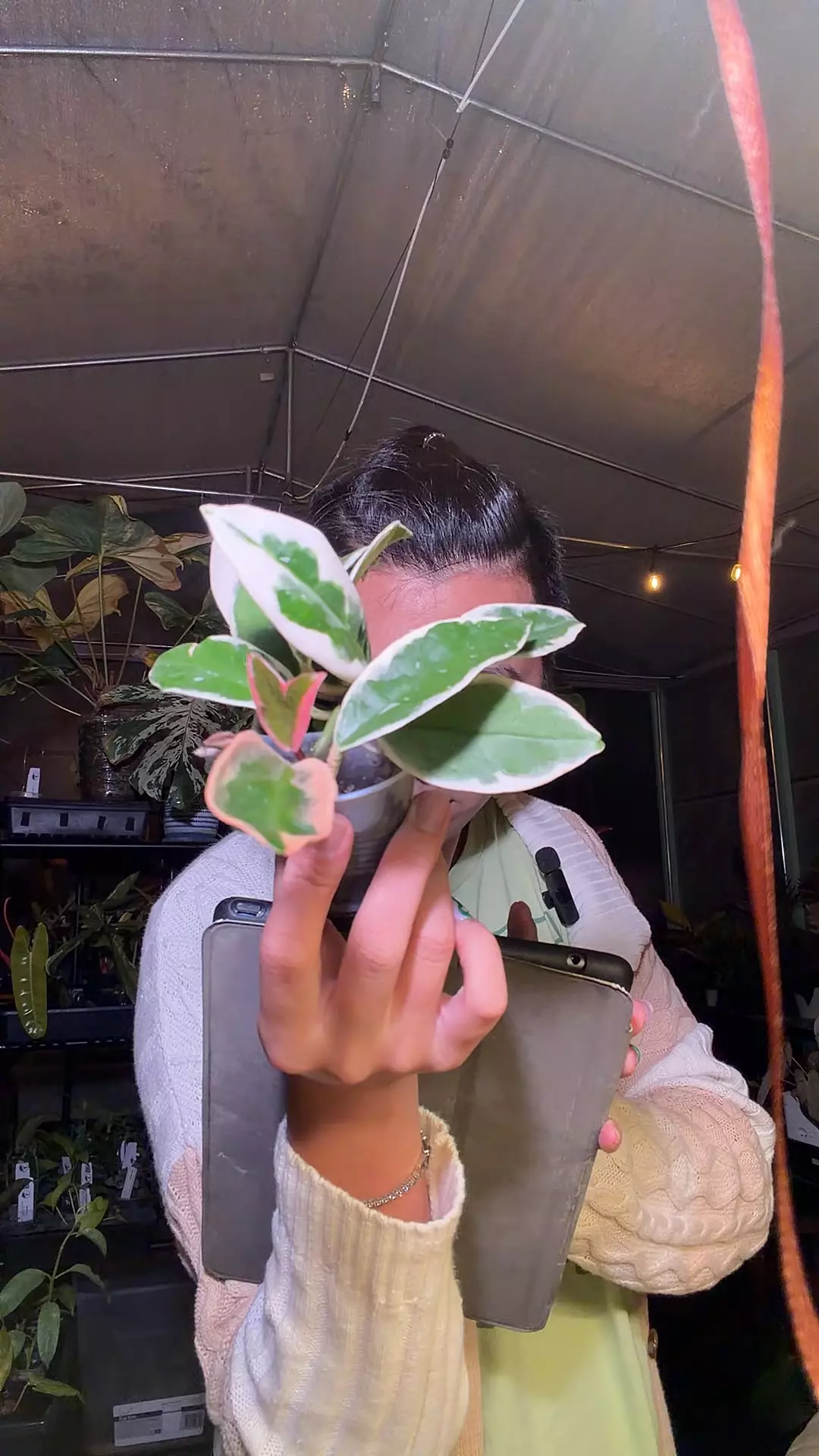 plant/hoya purple pride w mermaid leaf-0