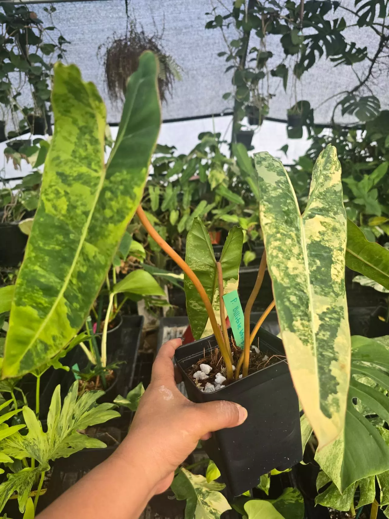 plant/Philodendron Billie Variegated 0854-0