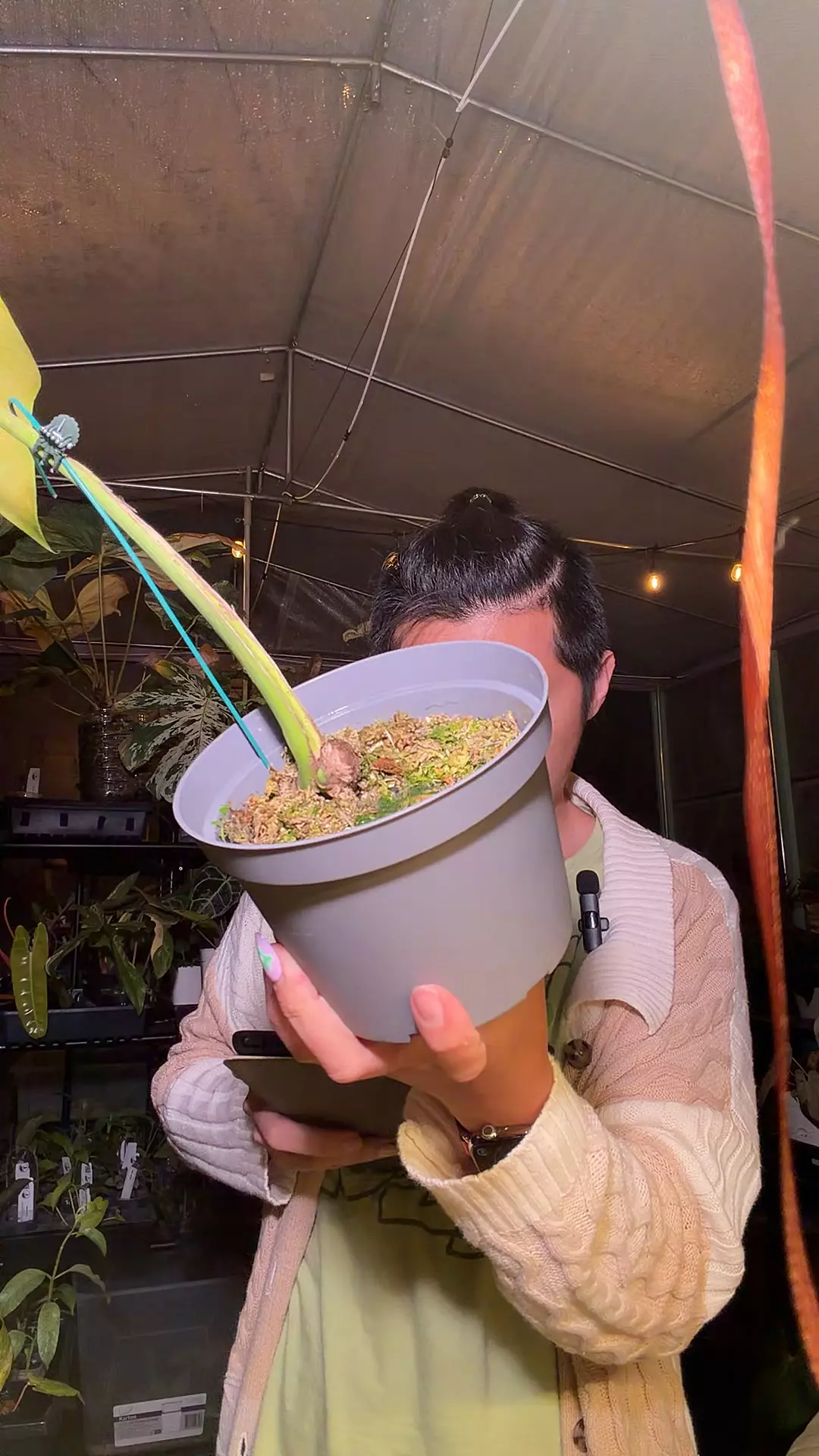 plant/8312 jungle mint activated-0