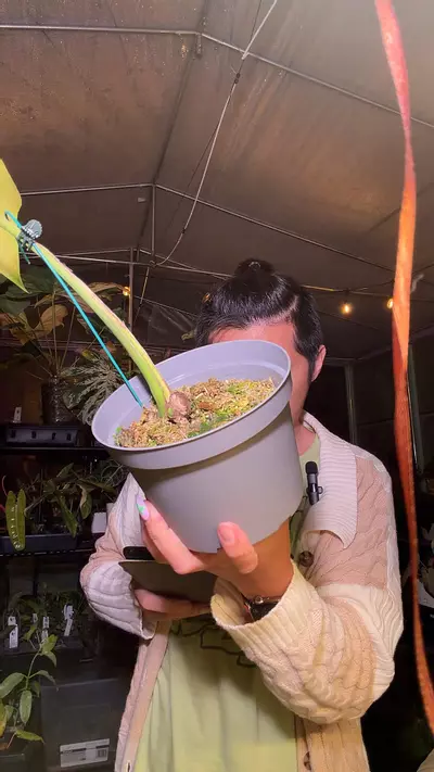 plant/8312 jungle mint activated-0-thumbnail