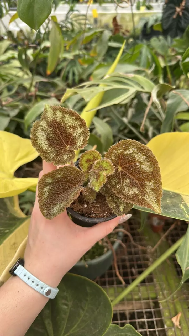 plant/PS-2809 Begonia variegata (Grey Form)-0