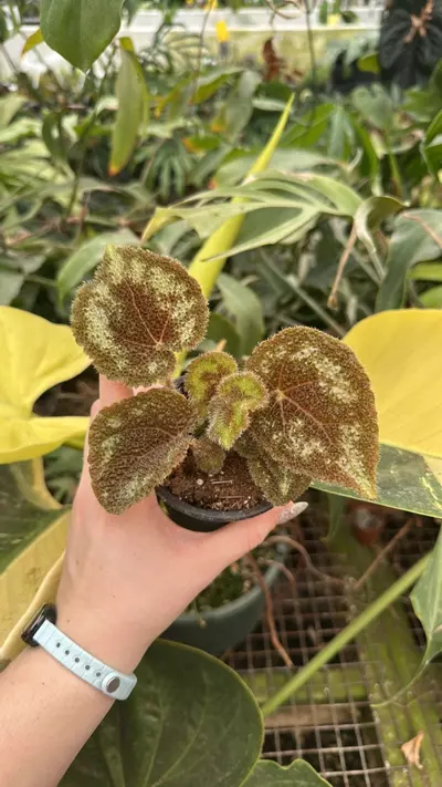 plant/PS-2809 Begonia variegata (Grey Form)-0-thumbnail