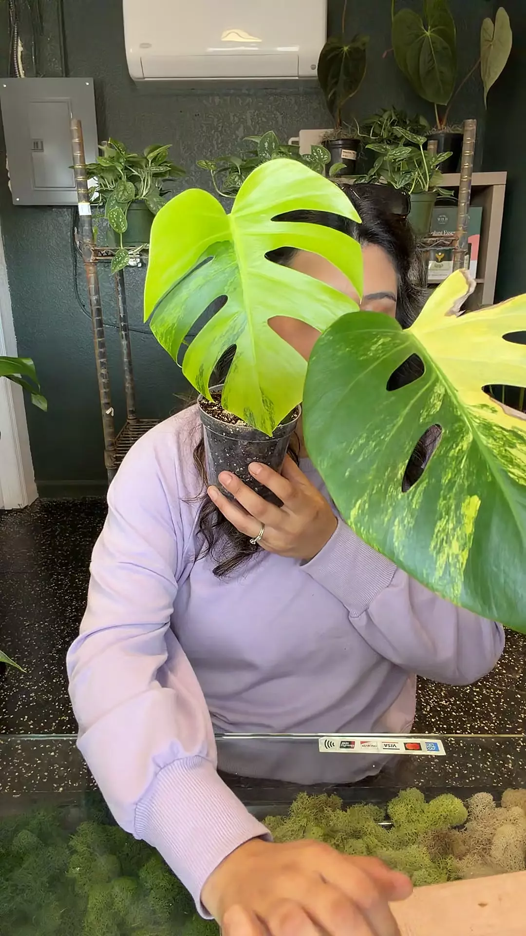 plant/m. Aurea 4”-0