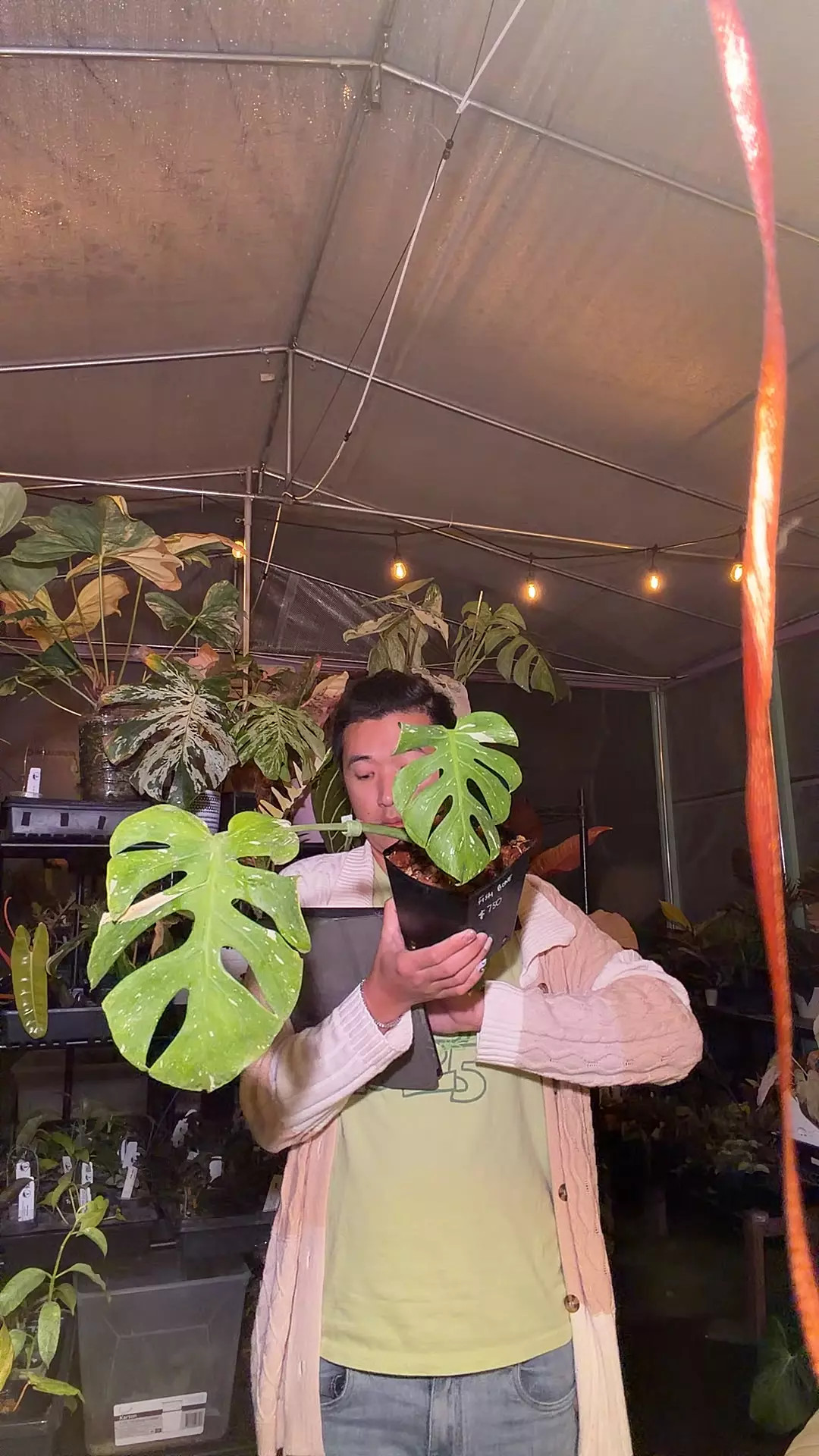 plant/monstera ThaiCon fishbone-0