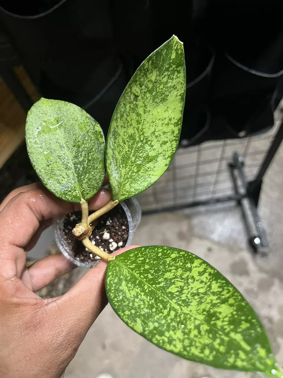 plant/1785 Hoya Patchawaralai Incensis Silver-0