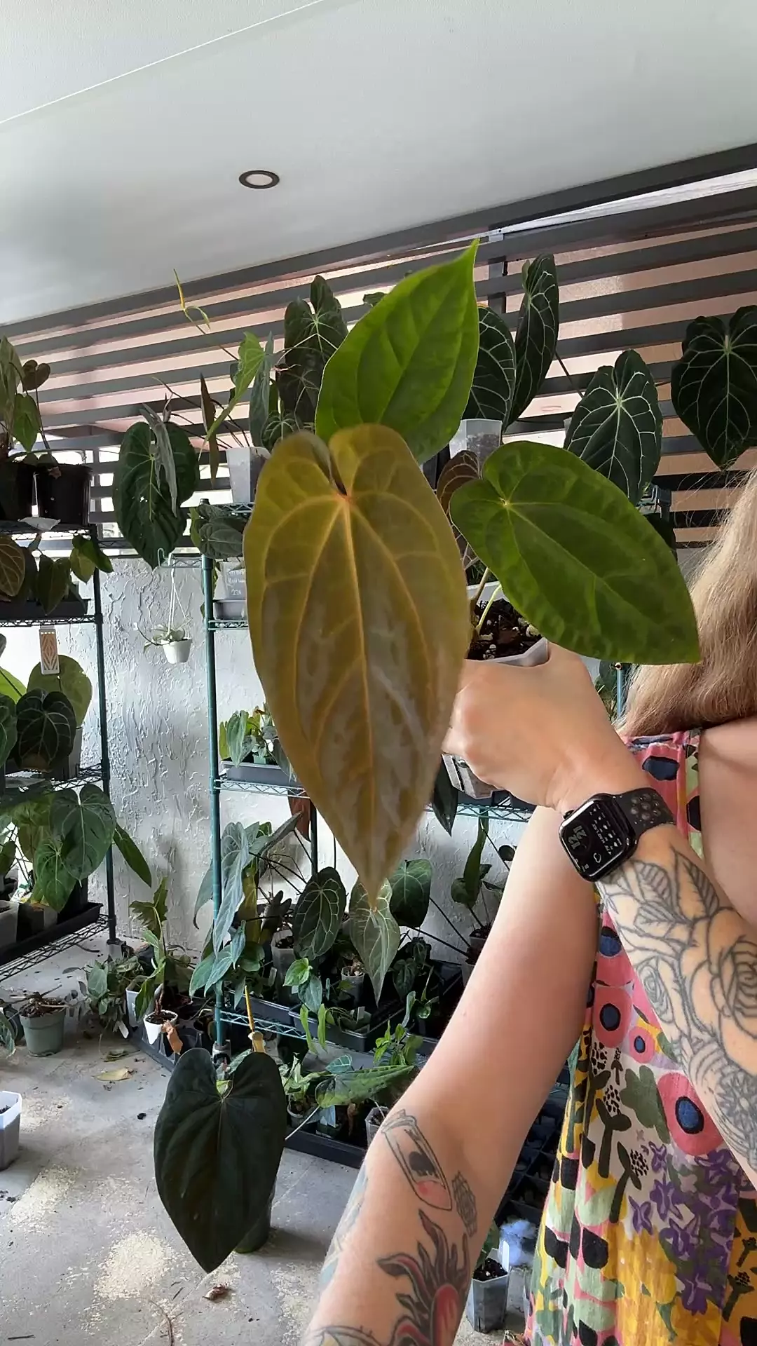 plant/anthurium bvep round bbl x variegated AOS-0