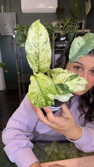 plant/Rhaphidophora puberula albo-0-thumbnail