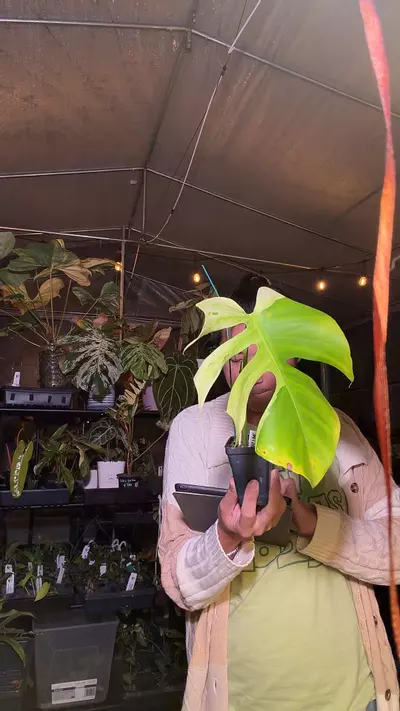 plant/5845 monstera light lime (limelight)-0-thumbnail