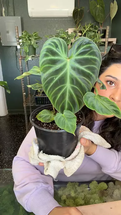 plant/Philo verrucosum 6”-0-thumbnail