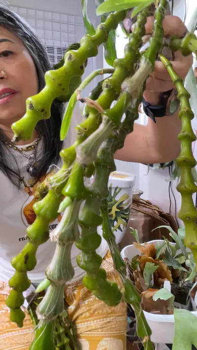 plant/Dendrobium pendulum large specimen-0-thumbnail