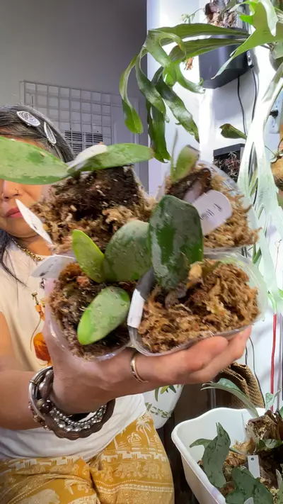 plant/Platycerium gurung ciremai pup small-0-thumbnail