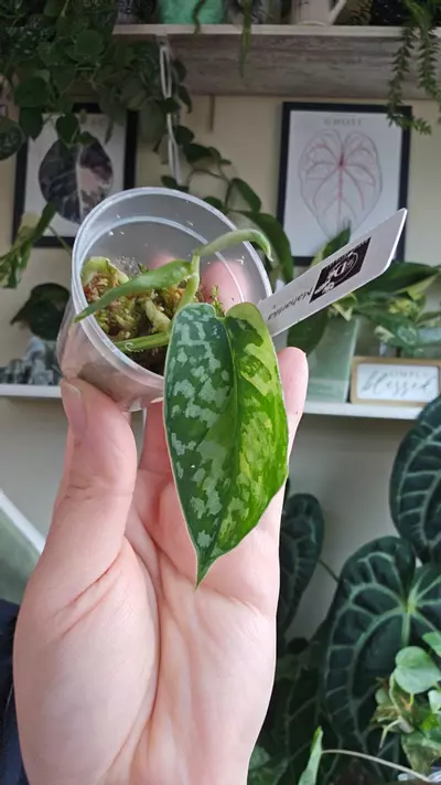 plant/Scindapsus maharlika-0-thumbnail