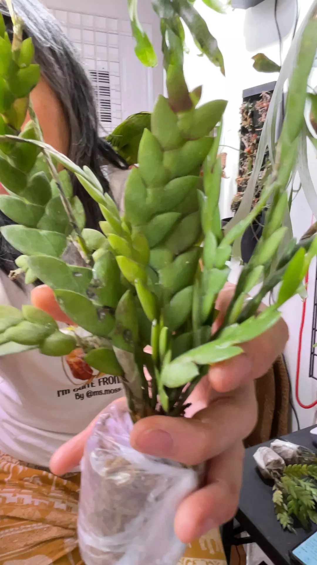 plant/dendrobium aloifolium specimen-0