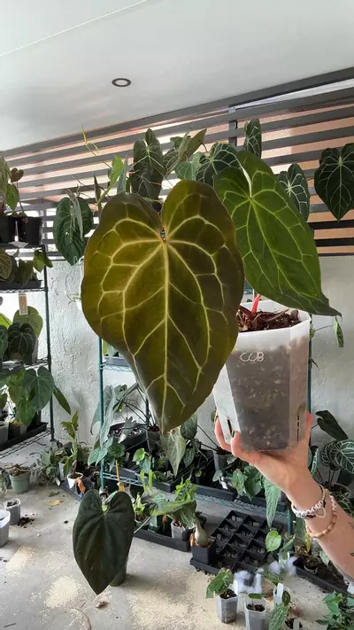 plant/tezula Crystal antioquia x Carla Bess-0-thumbnail