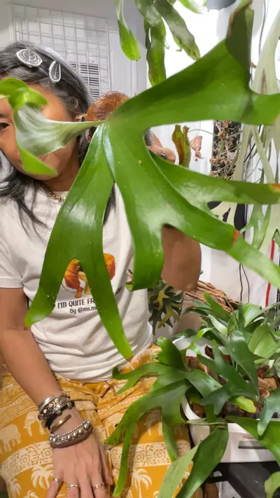 plant/Platycerium Alcicorne Africa-0-thumbnail