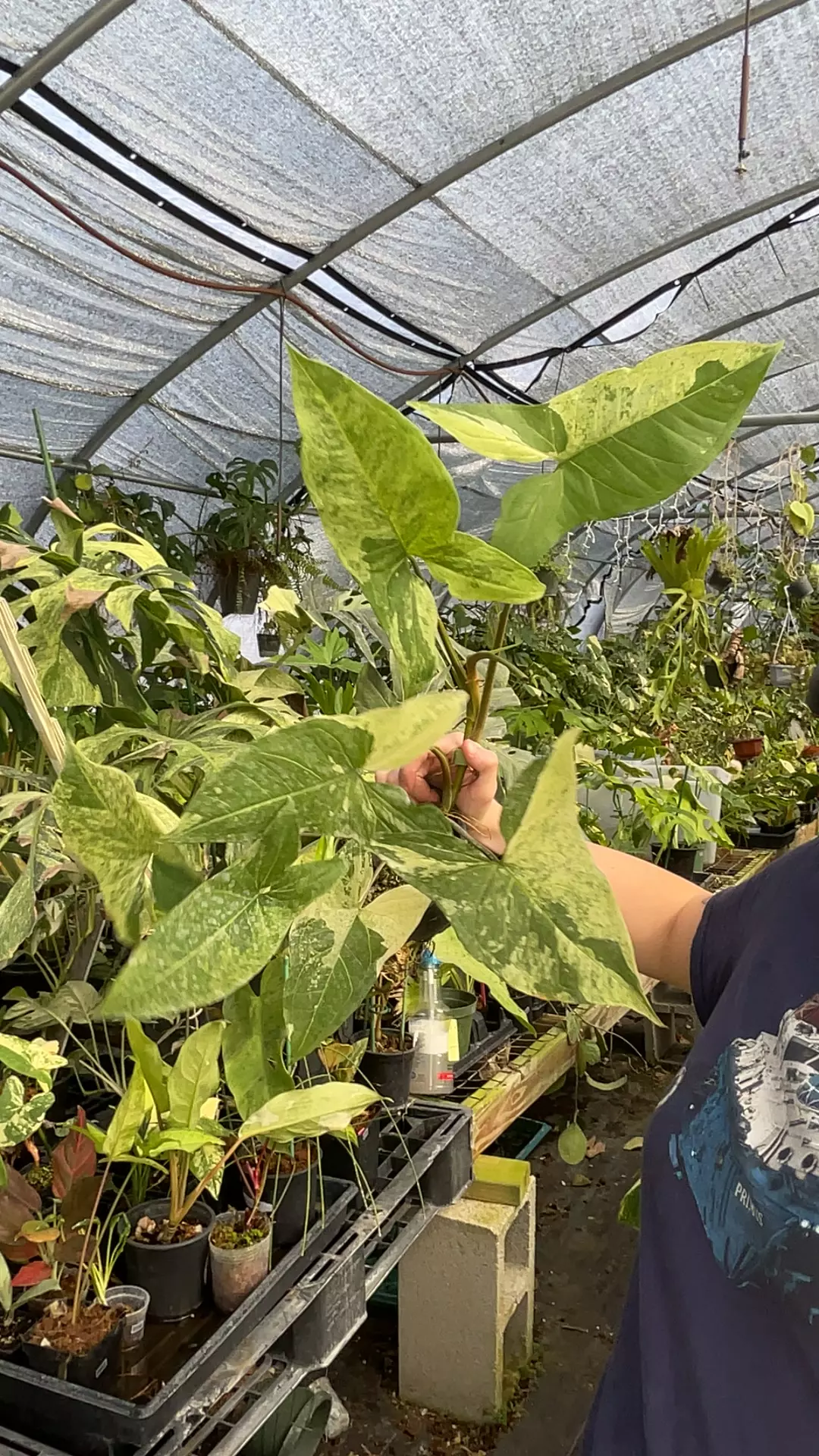 plant/syng batik var 0706-0