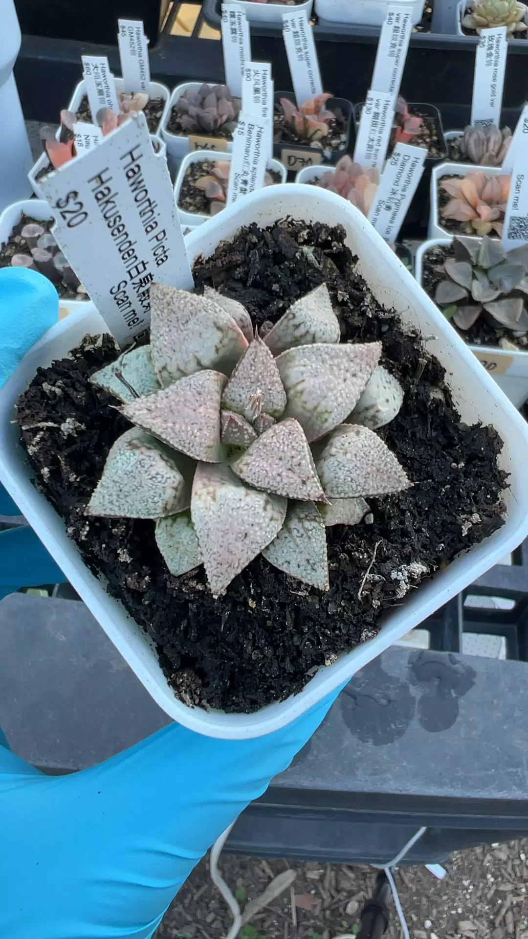 plant/d93 hakusenden-0