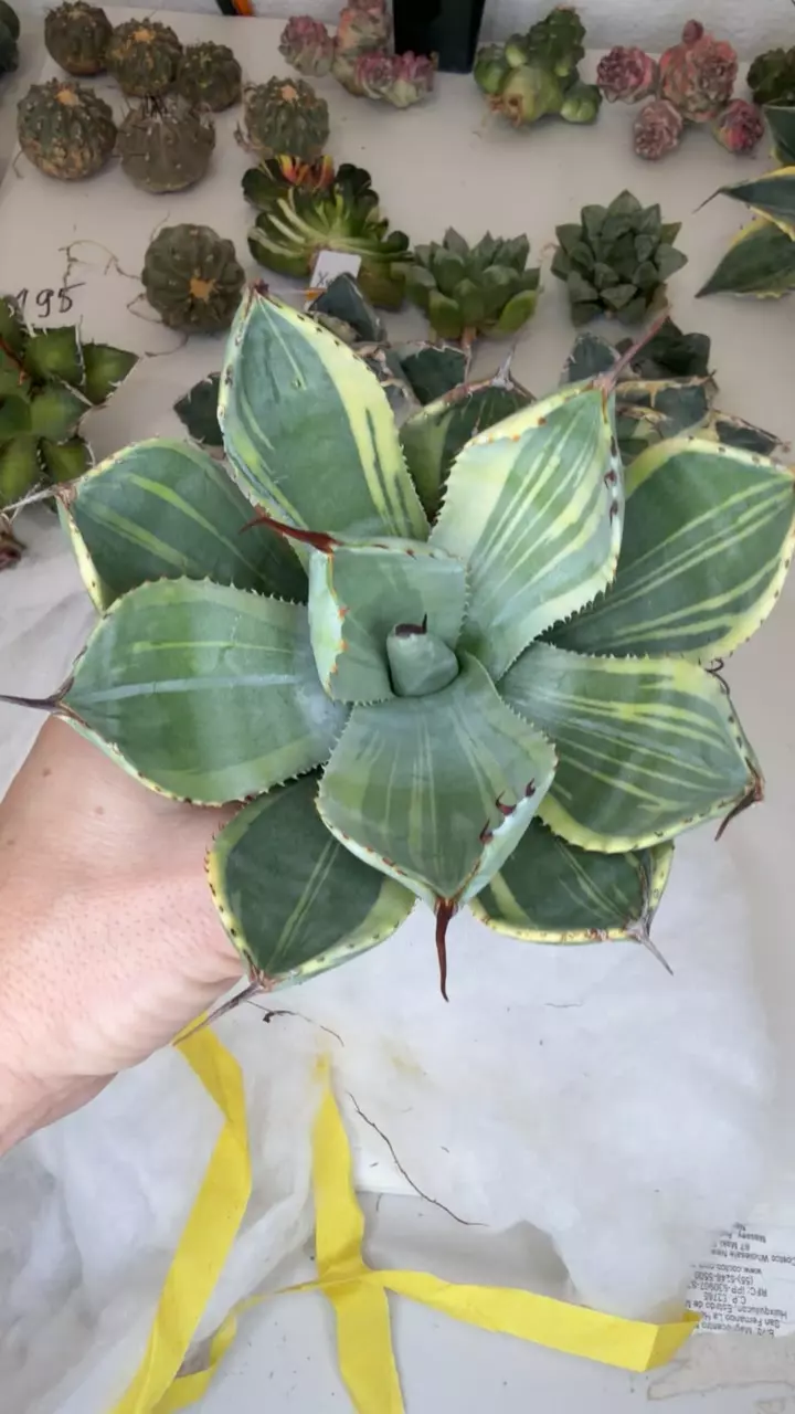 plant/agave parryi baby face GC-0