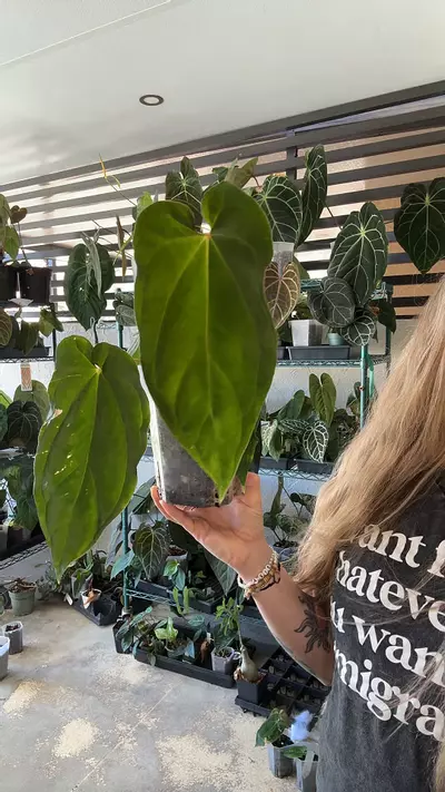 plant/anthurium dress mag x ft Sherman AOS-0-thumbnail