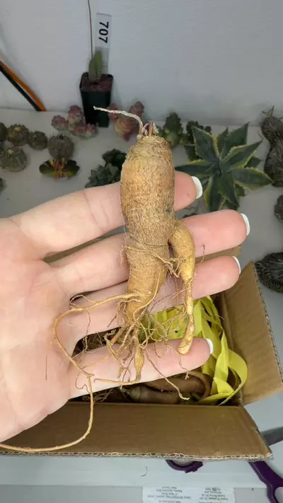 plant/euphorbia fish bone-0-thumbnail